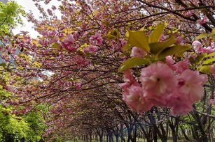 春意萌動，萬物復蘇，不二傳動邀您賞花